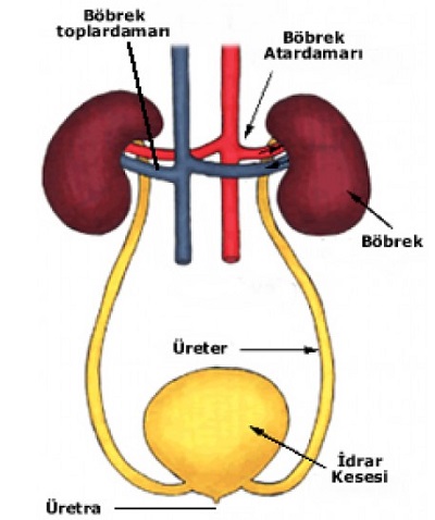 BOŞALTIM SİSTEMİ